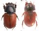 Aphodius s.str. fimetarius (LINNAEUS, 1758).jpg