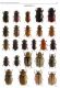 Aphodius 8.jpg