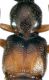 Phloeopora teres (Gravenhorst, 1802) - Kopie.jpg