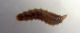 Larva Stratiomyidae 2.jpg