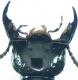Philonthus splendens (Fabricius, 1793) - Kopie.jpg