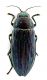 Comb0637_18jcr.jpg