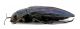 Comb0638_28jcr.jpg