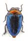 Comb0640J_07jcr.jpg