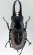 lucanidae3.jpg