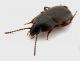 Comb0648J_19jcr.jpg