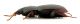 Comb0650J_23jcr.jpg