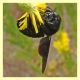 probabile Xylocopa valga - Pomezia - 21.9.2010 (1).JPG
