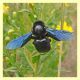 probabile Xylocopa valga - Pomezia - 21.9.2010 (2).JPG