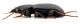 Comb0653J_23jcr.jpg