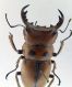 lucanidae-6.jpg