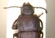 punctipennis2a.jpg