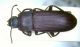 punctipennis1.jpg