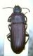 punctipennis1.jpg