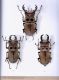 Illustrated catalogue of the Lucanidae from Africa and Madagascar  112.jpg
