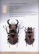 Illustrated catalogue of the Lucanidae from Africa and Madagascar  111.jpg
