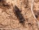 A mini IMG_3022.jpg