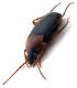 Comb0664_42jcr.jpg