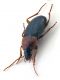 Comb0668_26jcr.jpg