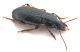 Comb0673_21jcr.jpg
