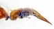 Comb0675_03jcr.jpg