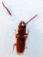 Laemophloeidae2.jpg
