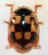 coccinella1.jpg