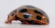 coccinella3.jpg