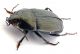 Comb0678_42jcr.jpg