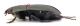 Comb0677_43jcr.jpg