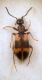 Anthicus sp.JPG