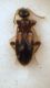 Hirticomus hispidus (Rossi, 1792).JPG