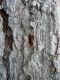 _PINO_2_P1100506_x_2 - 600px.JPG