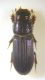 Pleurophorus caesus (Creutzer, 1796).jpg
