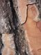 _PINO_5_P1080821_Crematogaster - 600px.JPG