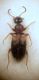 Hirticomus hispidus (Rossi, 1792)..JPG