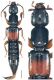 Lathrobium crassipes Mulsant & Rey, 1878.jpg