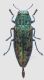 Ovalisia solieri red firm.jpg