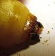 Larva sotto cort Pinus Ts 1.jpg