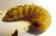 Larva sotto cort Pinus Ts 2.jpg