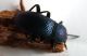Tenebrionide Duino.jpg