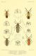 illustrationsoft00brit_0117.jpg