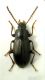 Nalassus planipennis 1.jpg