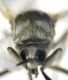 Simulium trifasciatum mesonoto.jpg