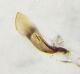Simulium trifasciatum mandibola sx.jpg