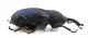 Comb0686_20jcr.jpg