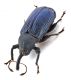 Comb0687_16jcr.jpg