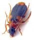 Comb0691_13jcr.jpg