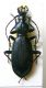 Relictocarabus.JPG
