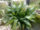 010320133476-pianta ospite small.jpg